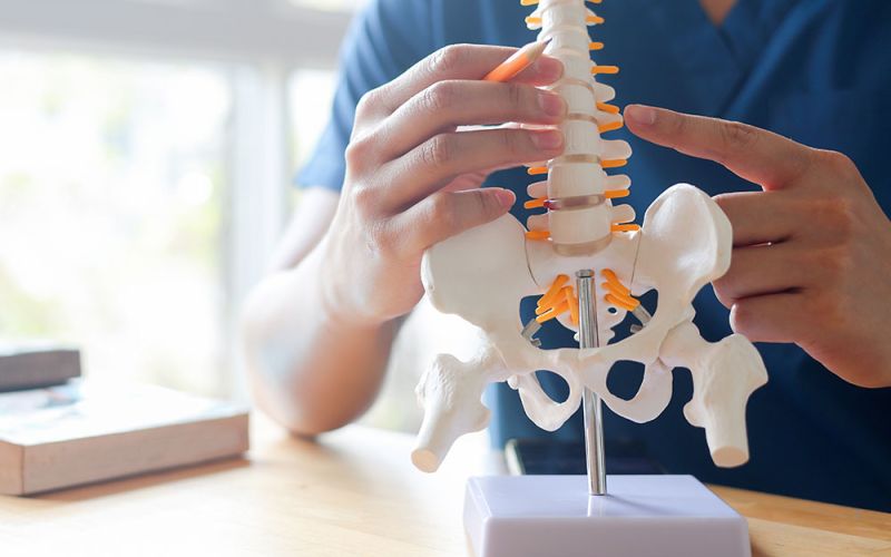 A person examines a model of a spine with a pencil, highlighting vertebrae in a bright, sunlit room with books on a nearby table.