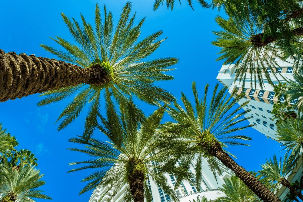 Looking up at palm trees and skyscraper against a bright blue sky, capturing a tropical city vibe.