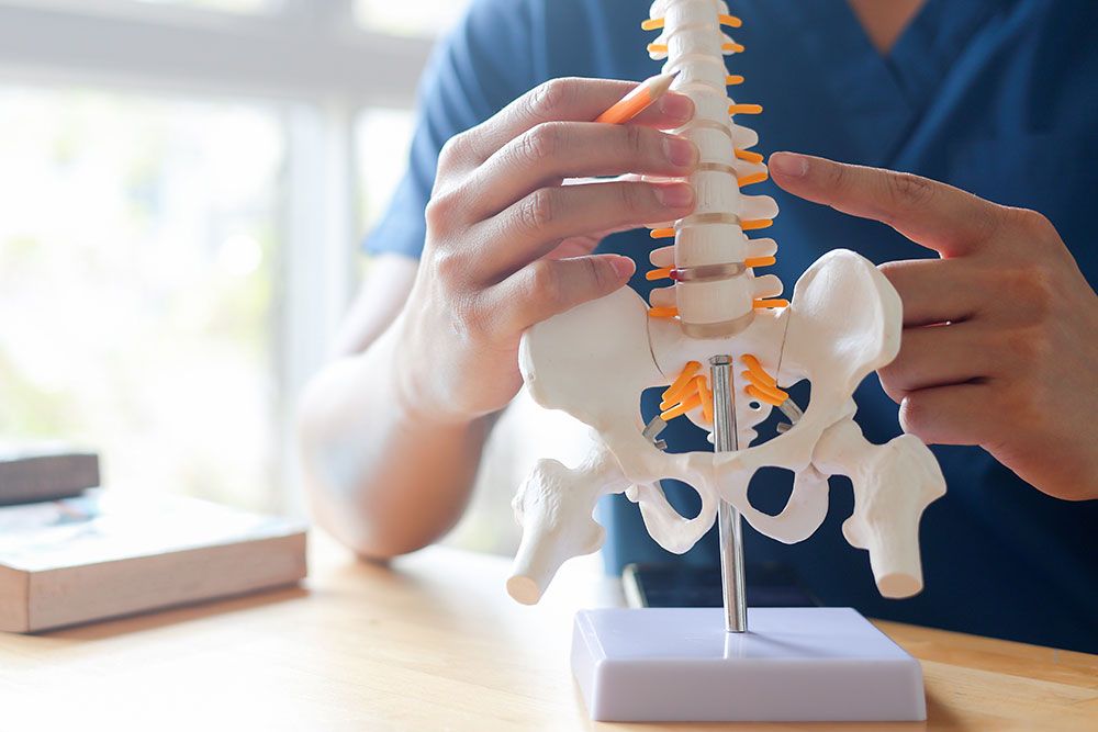 A person examines a model of a spine with a pencil, highlighting vertebrae in a bright, sunlit room with books on a nearby table.