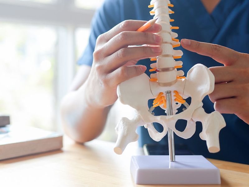 A person examines a model of a spine with a pencil, highlighting vertebrae in a bright, sunlit room with books on a nearby table.