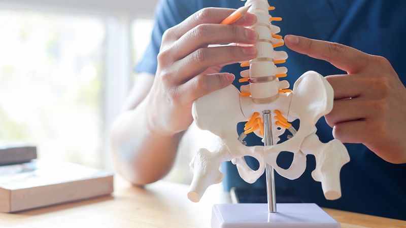A person examines a model of a spine with a pencil, highlighting vertebrae in a bright, sunlit room with books on a nearby table.