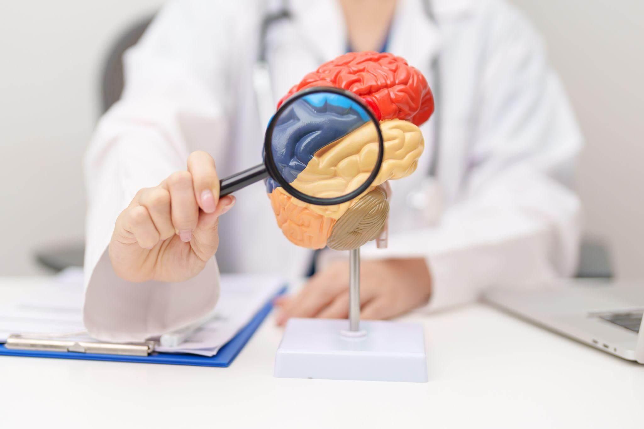 Doctor examining a human brain model with a magnifying glass