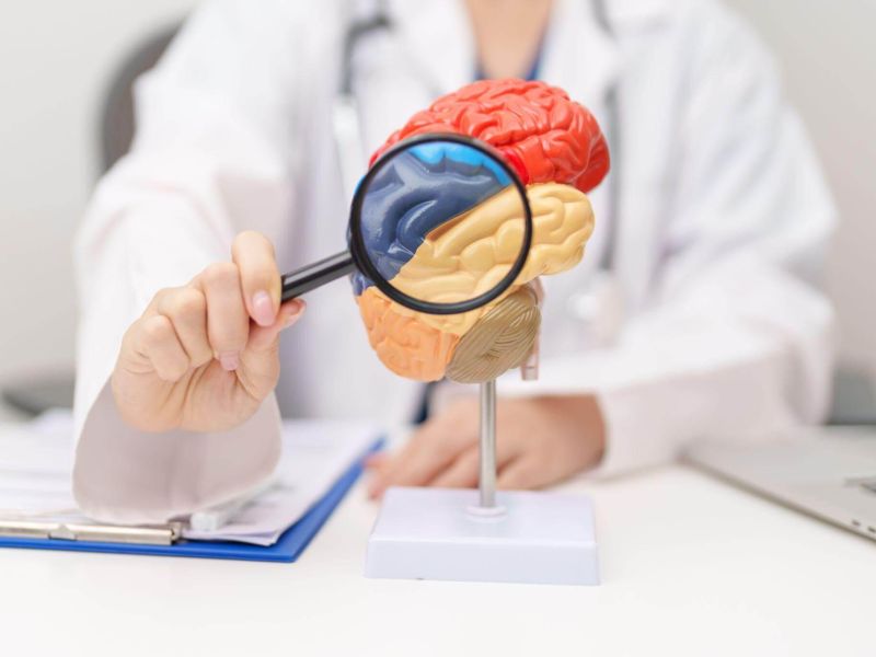 Doctor examining a human brain model with a magnifying glass