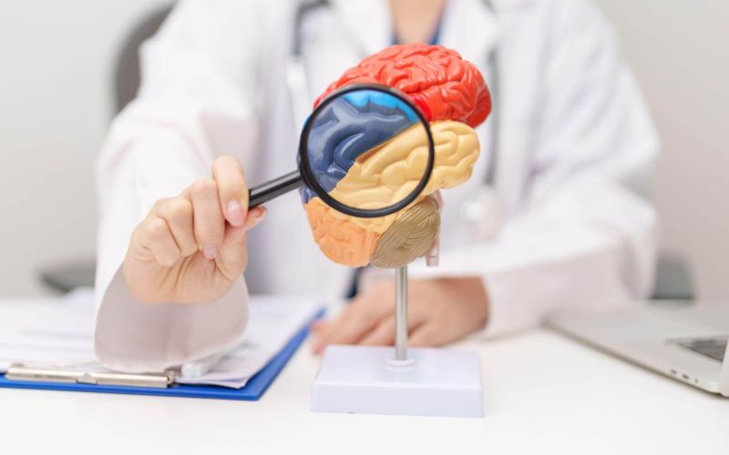 Doctor examining a human brain model with a magnifying glass